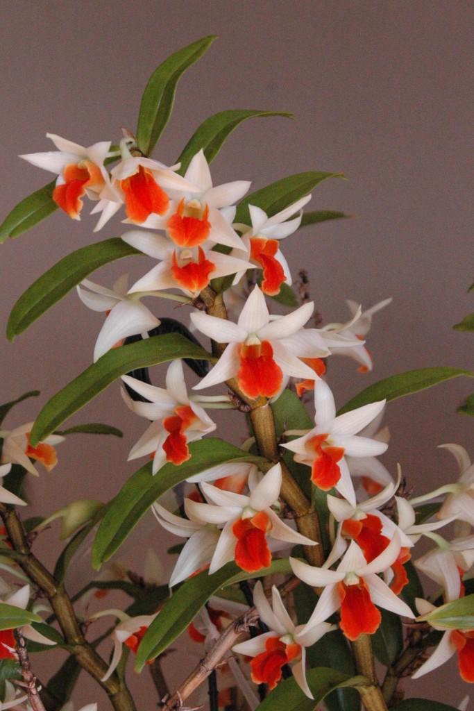Dendrobium Frosty Dawn - photo 2