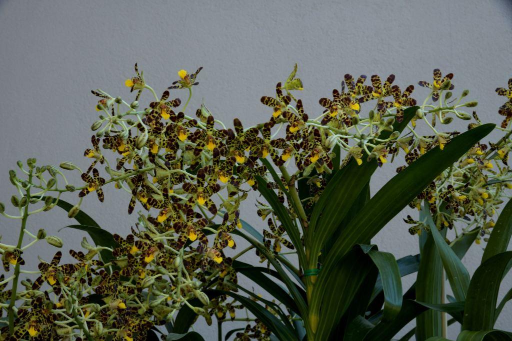 Ansellia africana - photo 2