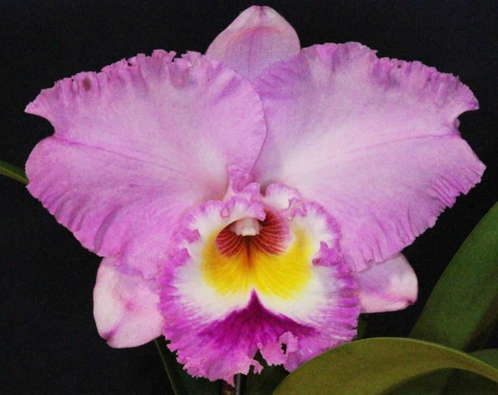 Rlc Memoria Gordon Vallance