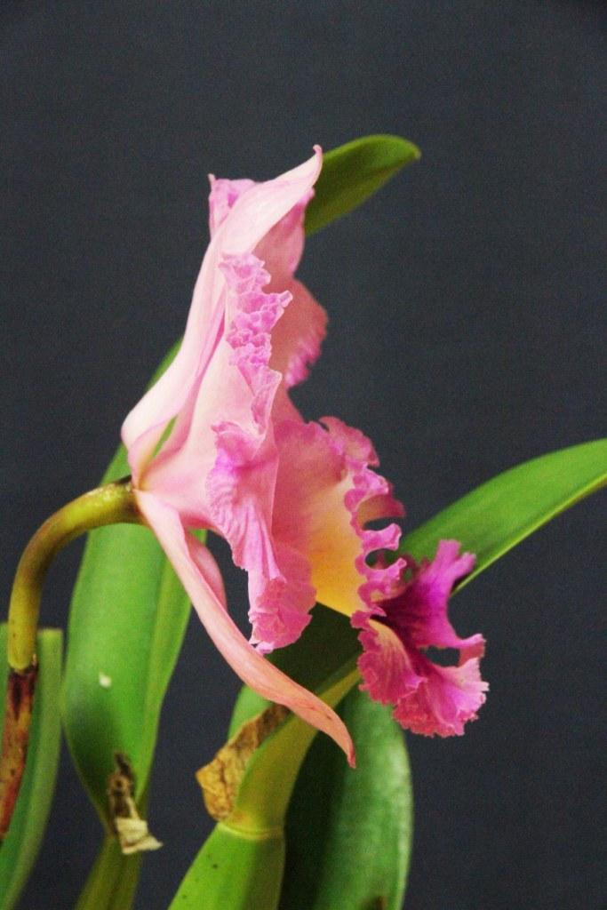 Rhyncholaeliocattleya Memoria Gordon Vallance - photo 2