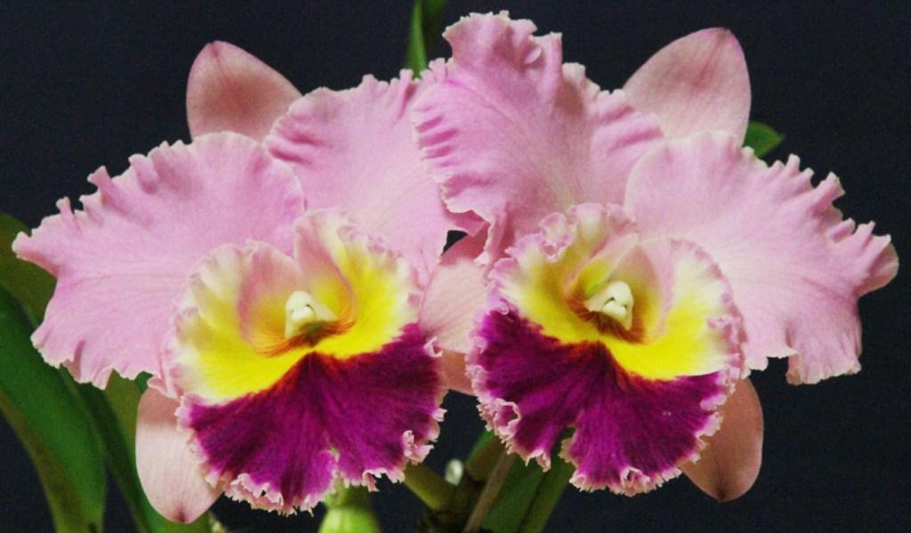 Rlc Burdekin Socialite