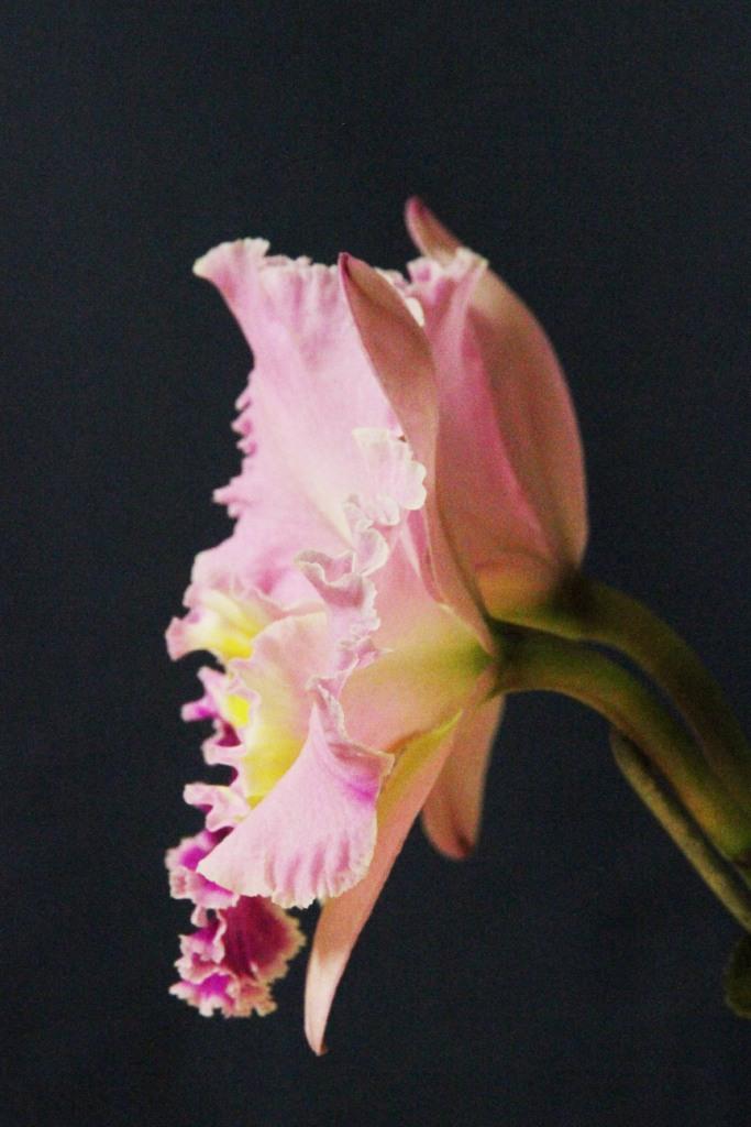 Rhyncholaeliocattleya Burdekin Socialite - photo 2