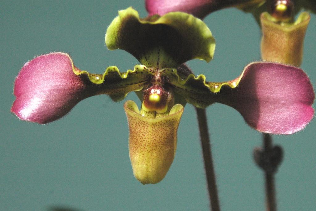 Paphiopedilum hirsutissimum