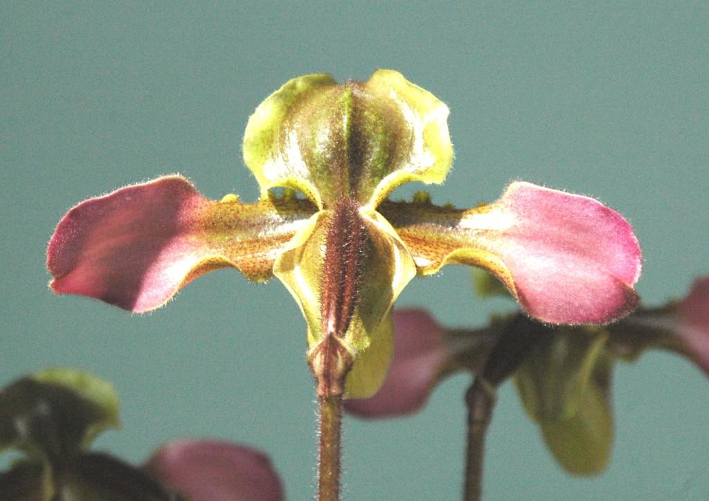 Paphiopedilum hirsutissimum - photo 2
