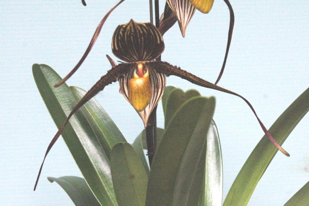 Paphiopedilum Saint Swithin - photo 2