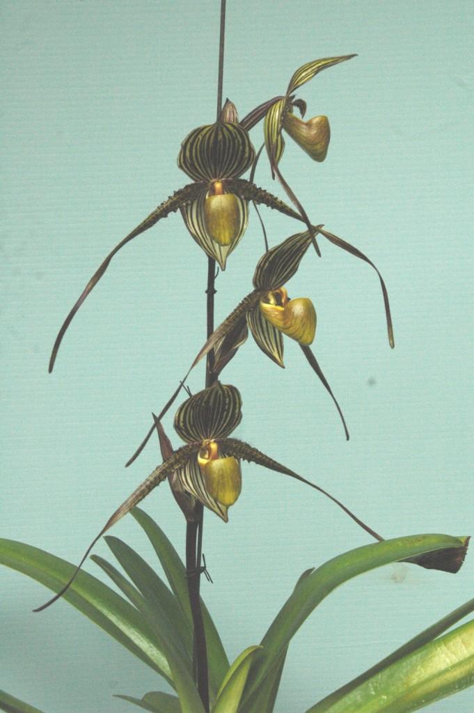 Paph Saint Swithin