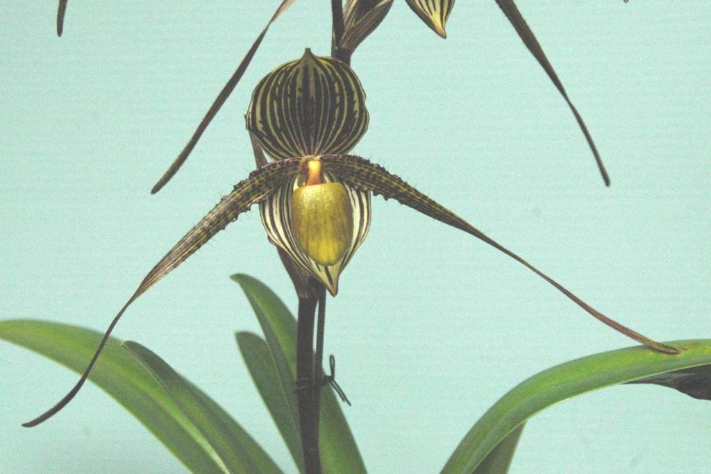 Paphiopedilum Saint Swithin - photo 2