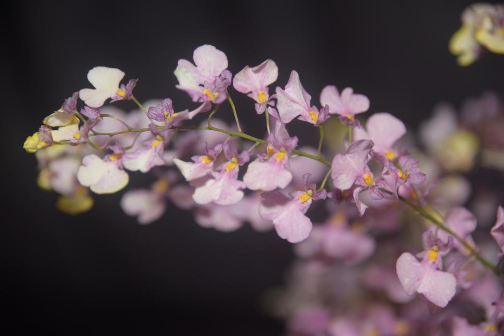 Ionmesa Popcorn - photo 2