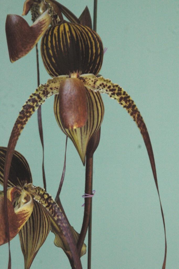 Paph Shih-Yueh Sunlight