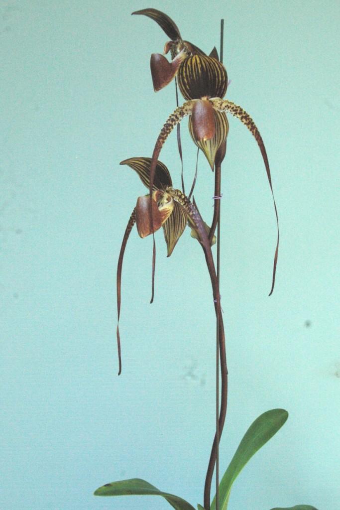Paphiopedilum Shih-Yueh Sunlight - photo 2