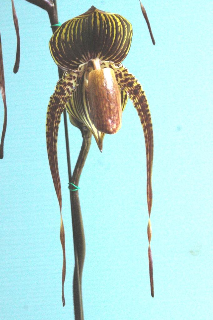 Paph Johanna Burkhardt