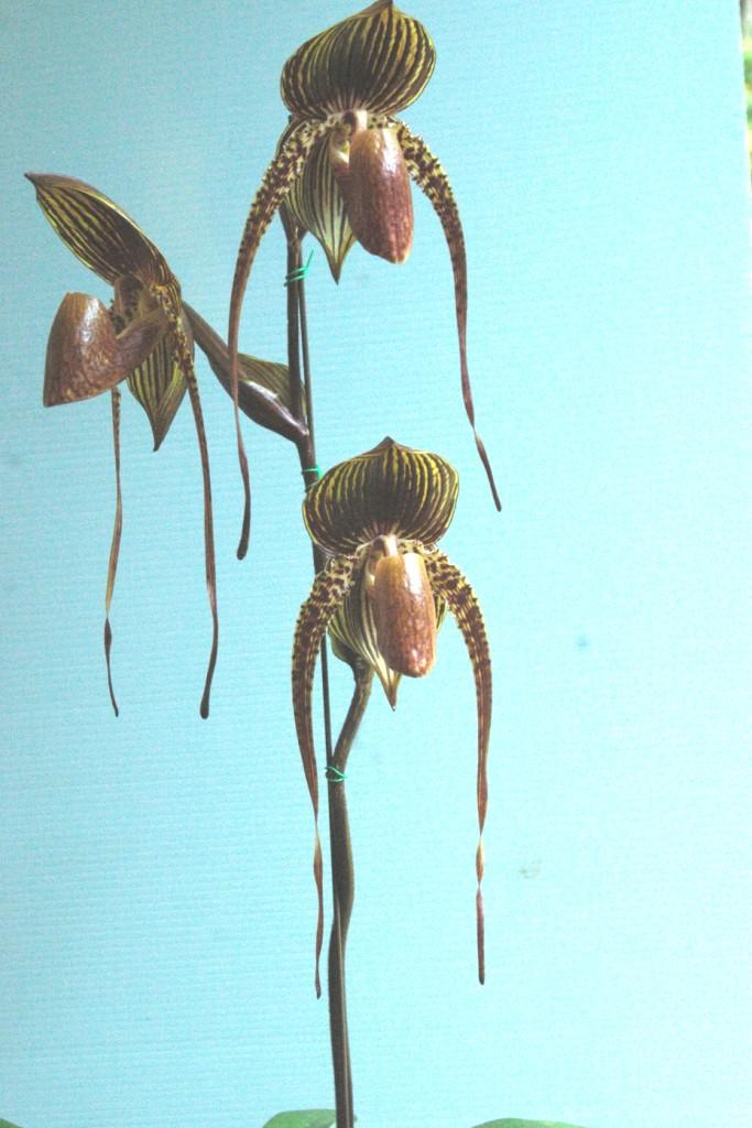 Paphiopedilum Johanna Burkhardt - photo 2