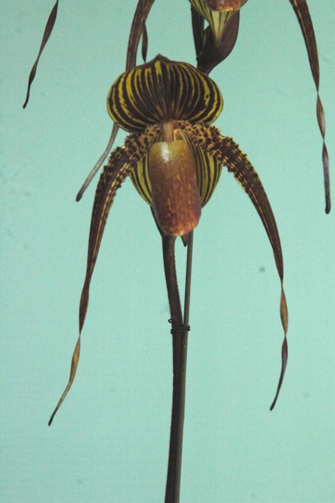 Paph Johanna Burkhardt