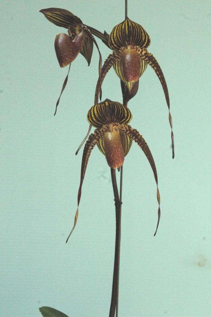 Paphiopedilum Johanna Burkhardt - photo 2
