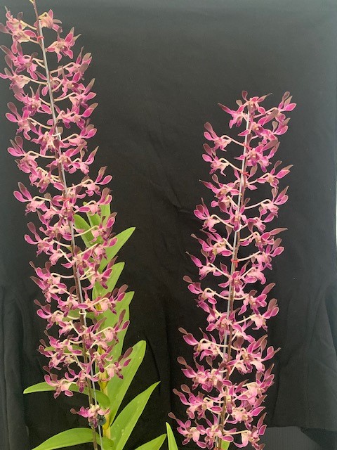 Dendrobium Purple Showers - photo 2