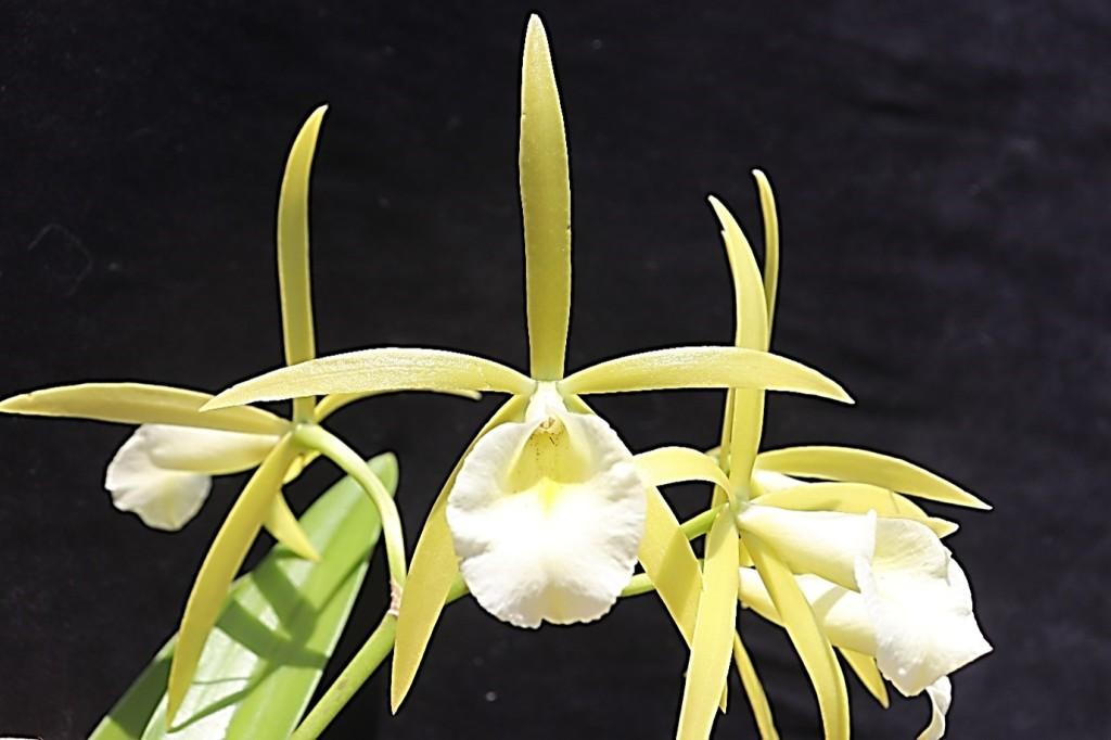 Procatavola Key Lime Stars