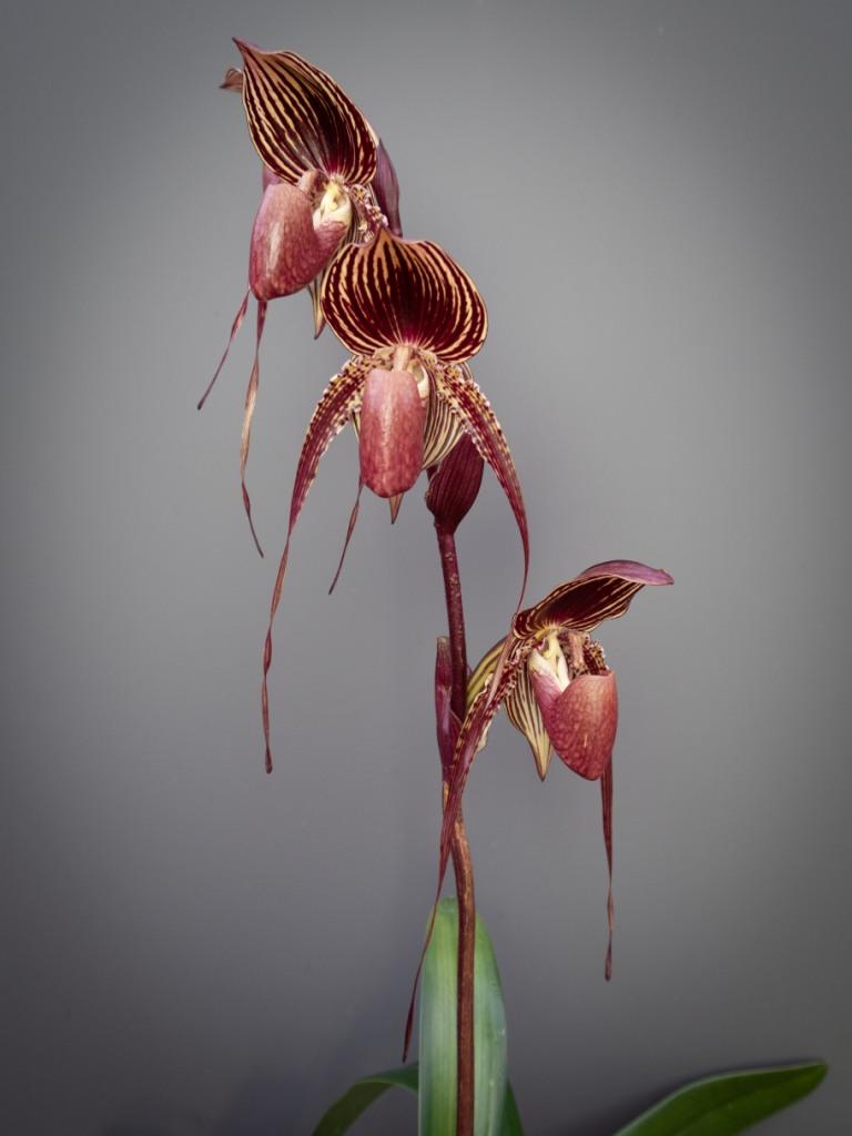 Paph Johanna Burkhardt