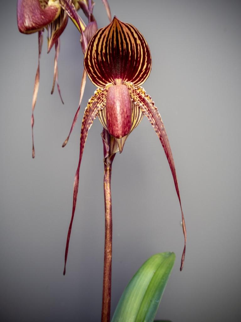 Paphiopedilum Johanna Burkhardt - photo 2