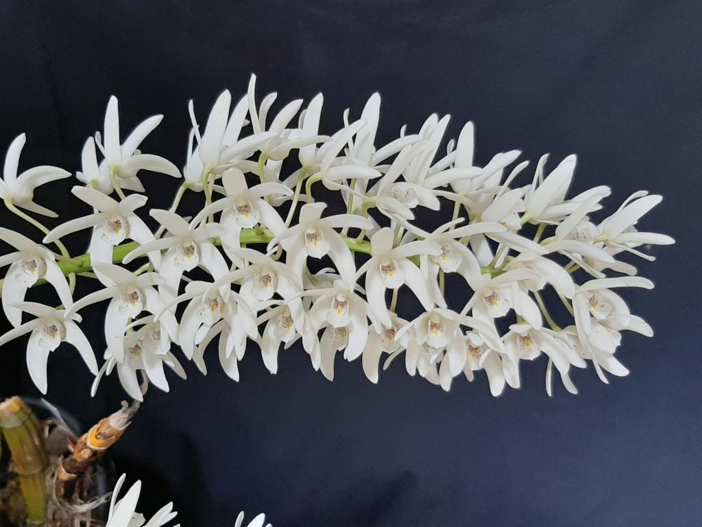 Dendrobium Andrew Persson - photo 2
