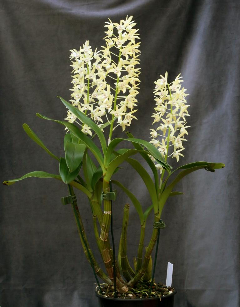 Dendrobium Hunter Kayla - photo 2