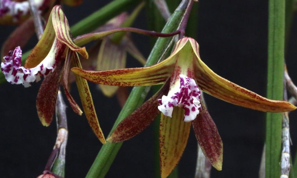 Den Kalon's Cascades