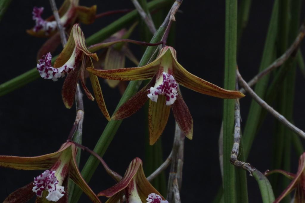 Dendrobium Kalon's Cascades - photo 2