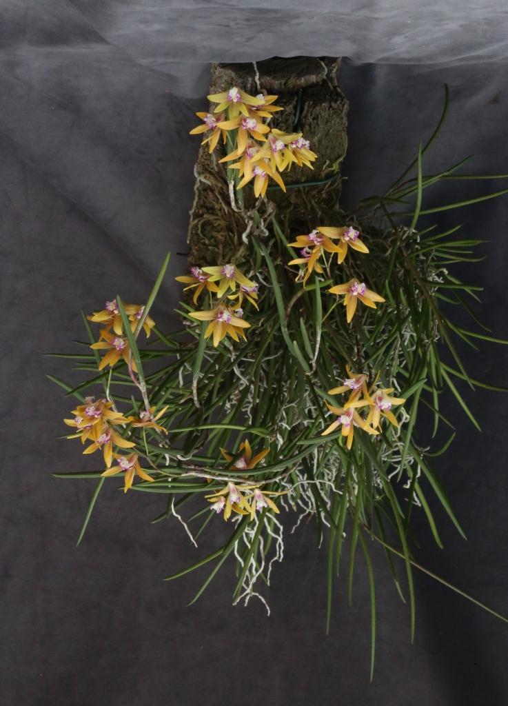 Dendrobium Nifty - photo 2