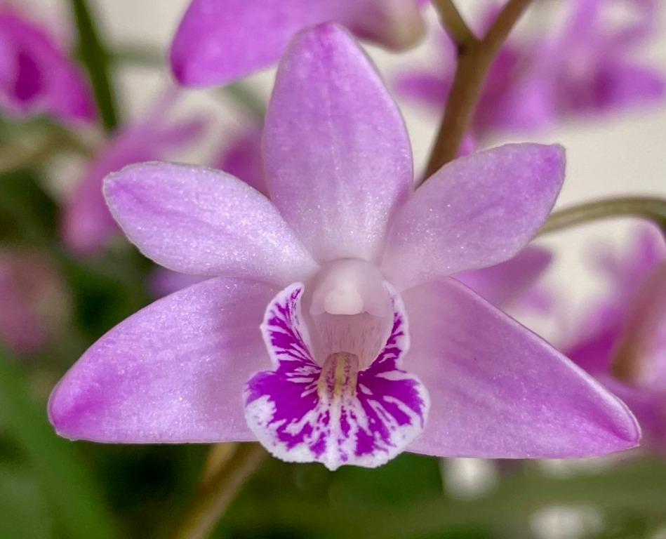 Dendrobium kingianum