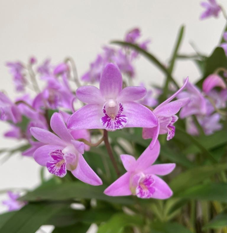 Dendrobium kingianum var. pulcherrimum - photo 2