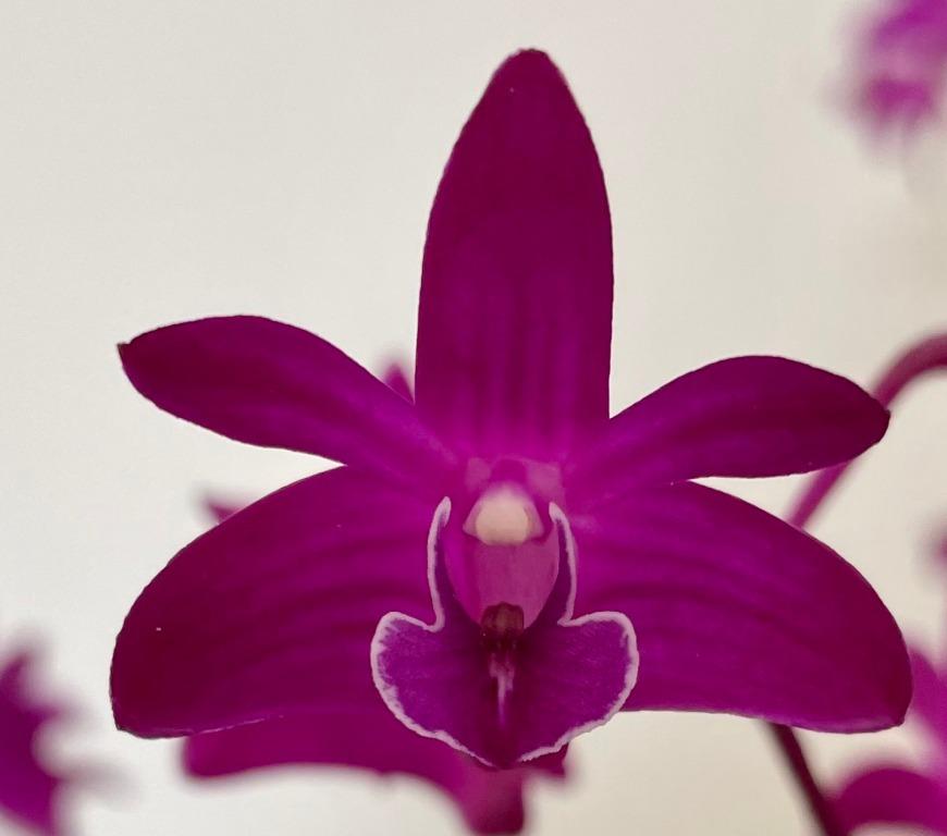 Dendrobium kingianum 'Inchfay's Snake'