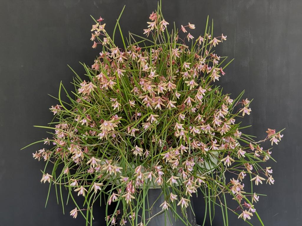 Den Oliver-Jack Freckles