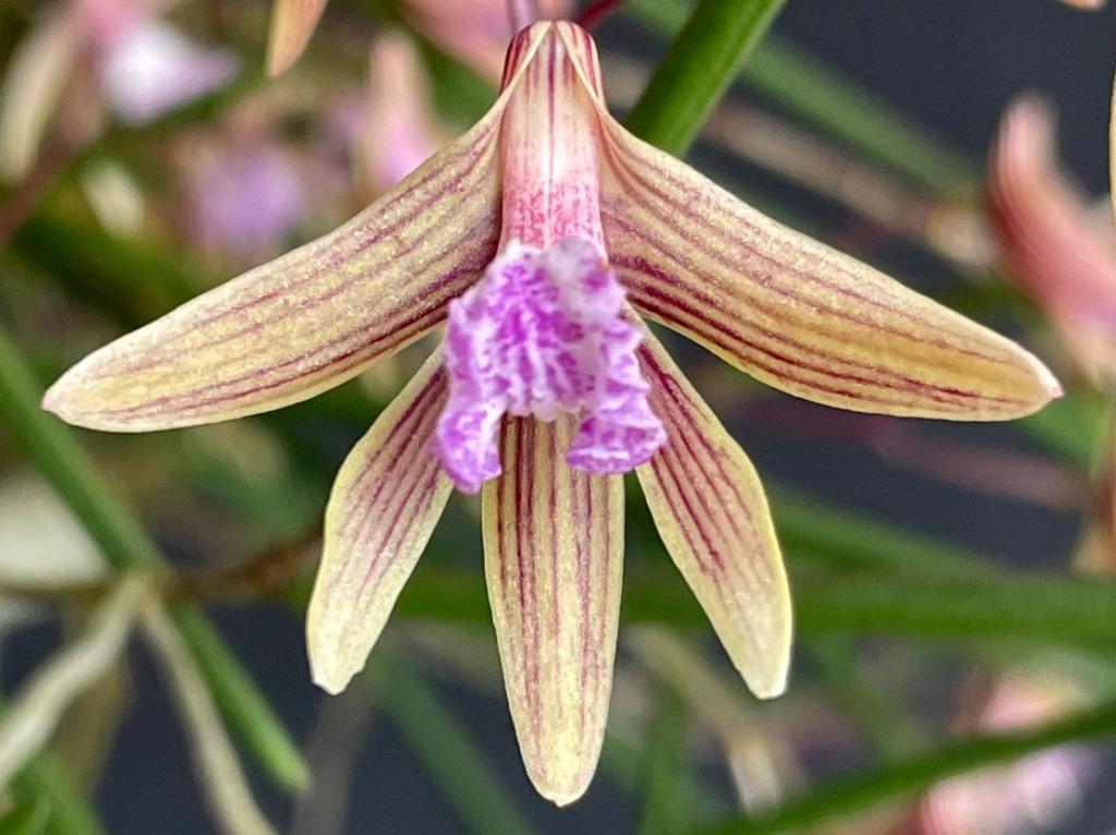 Dendrobium Oliver-Jack Freckles - photo 2