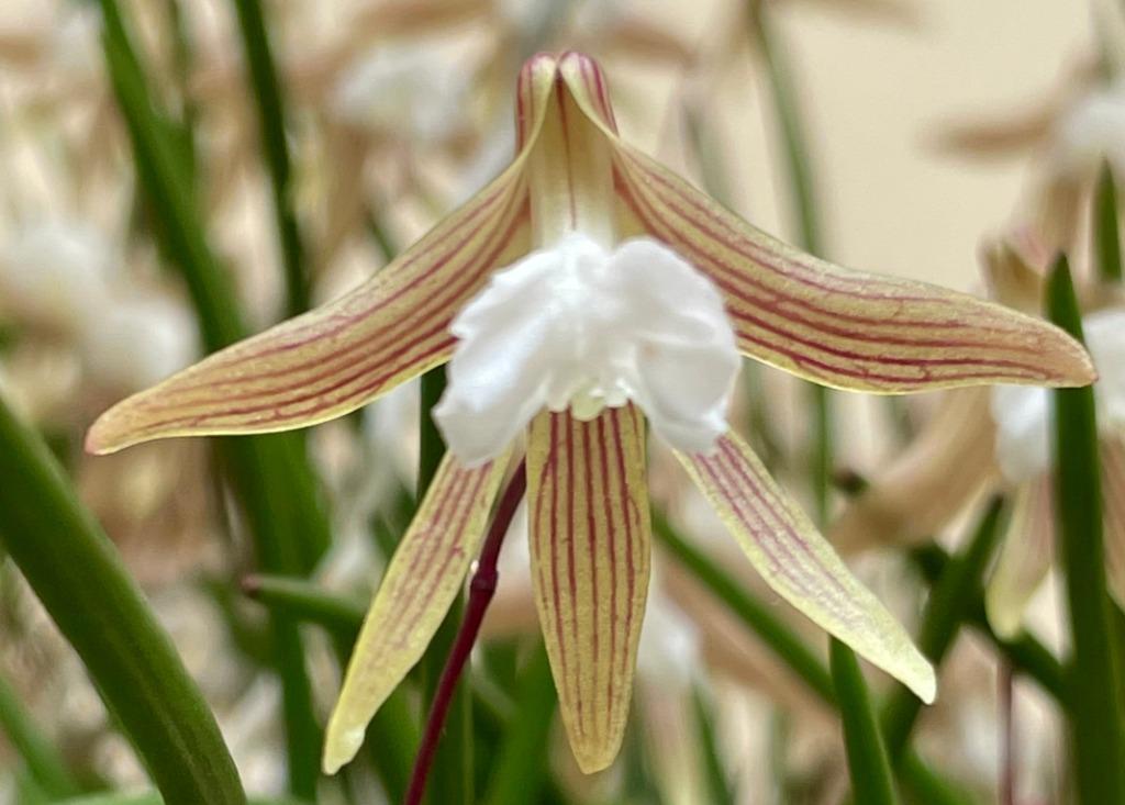 Dendrobium striolatum