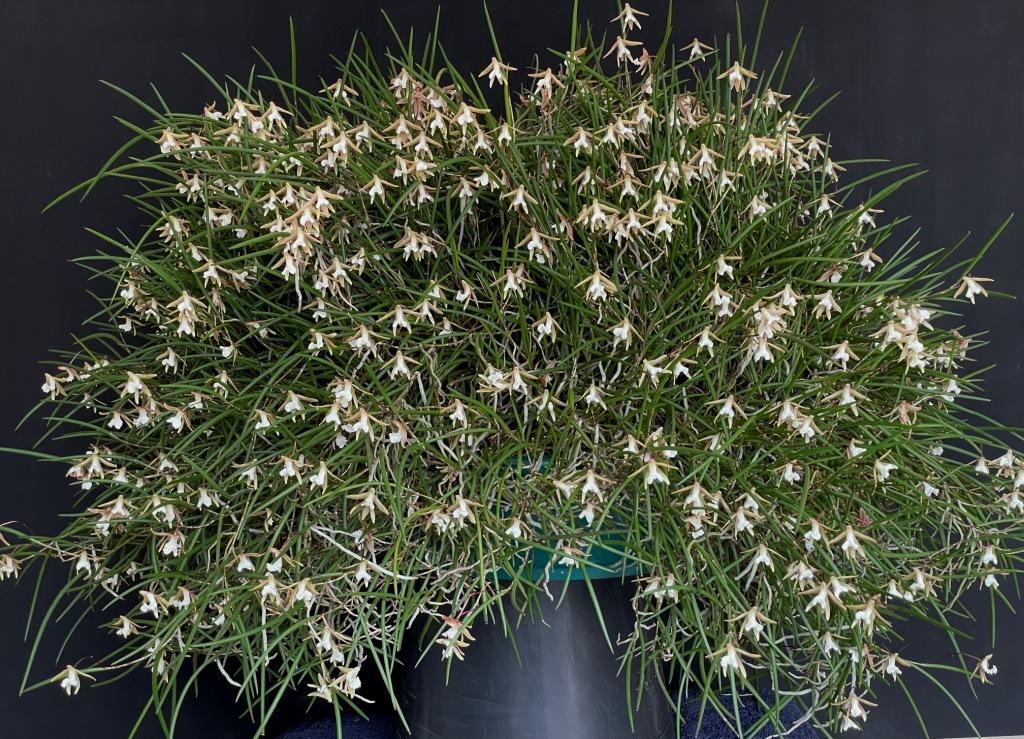 Dendrobium striolatum