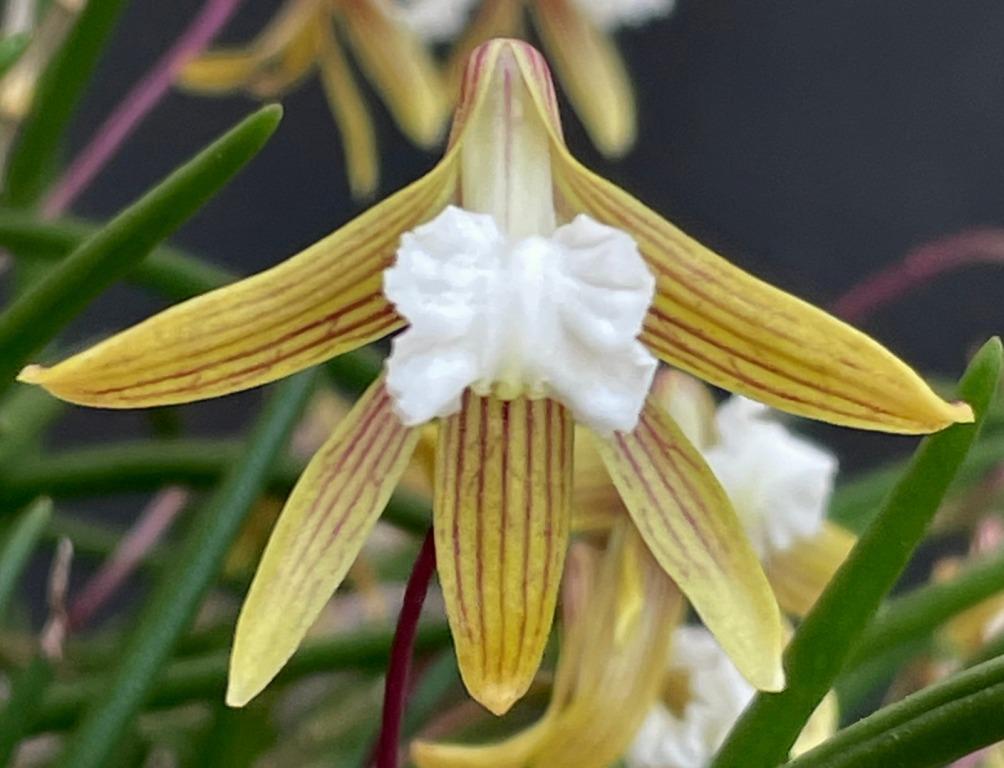 Dendrobium striolatum