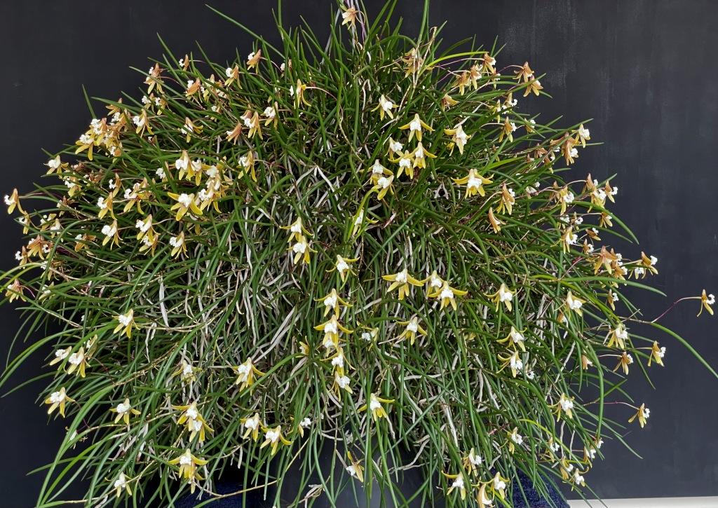 Dendrobium striolatum