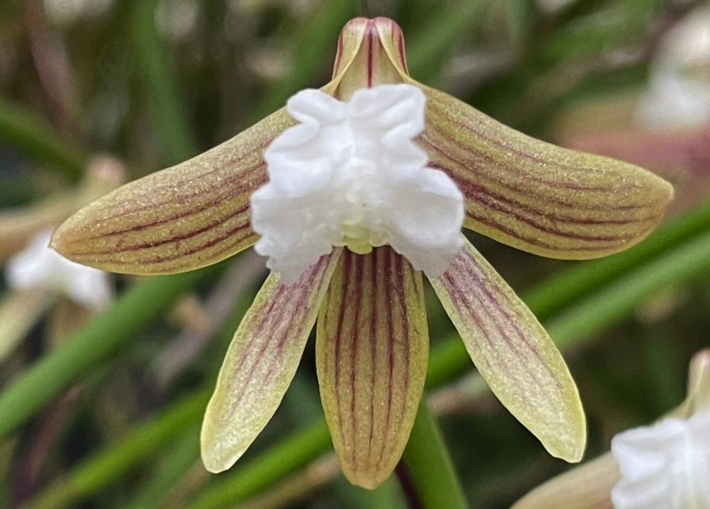 Dendrobium striolatum 'Phena's Ruffles'