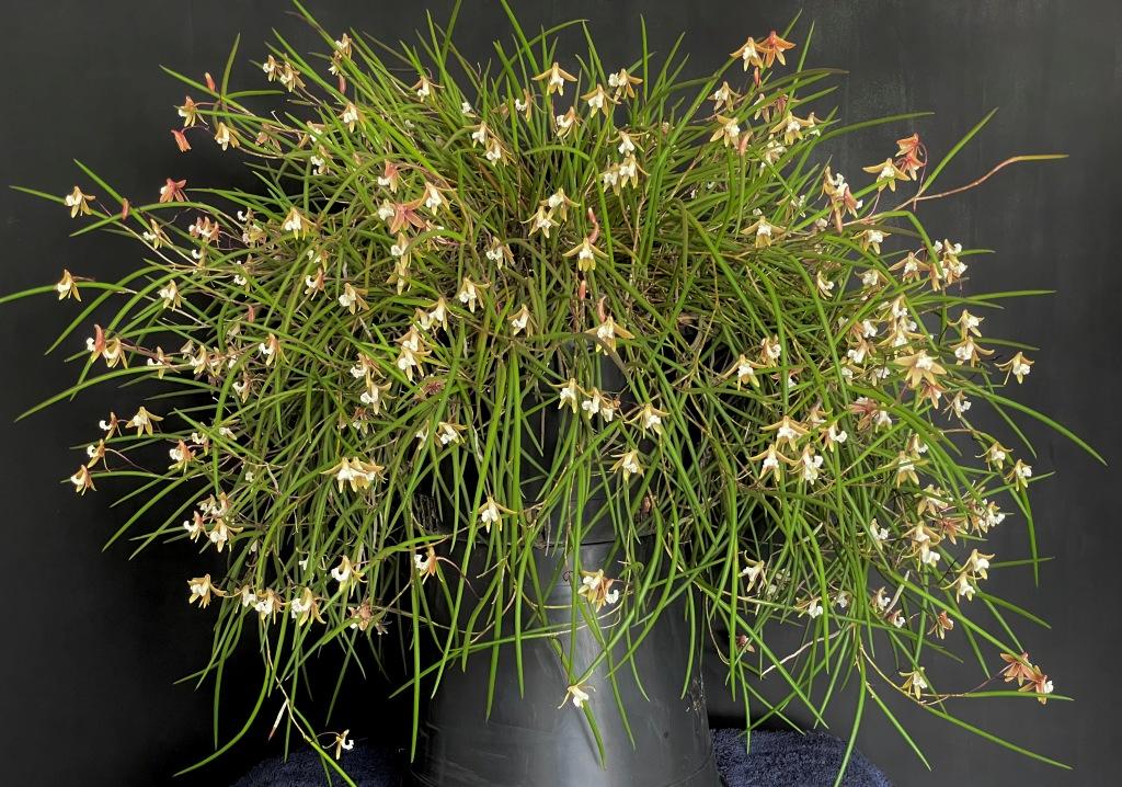 Dendrobium striolatum 'Phena's Ruffles'