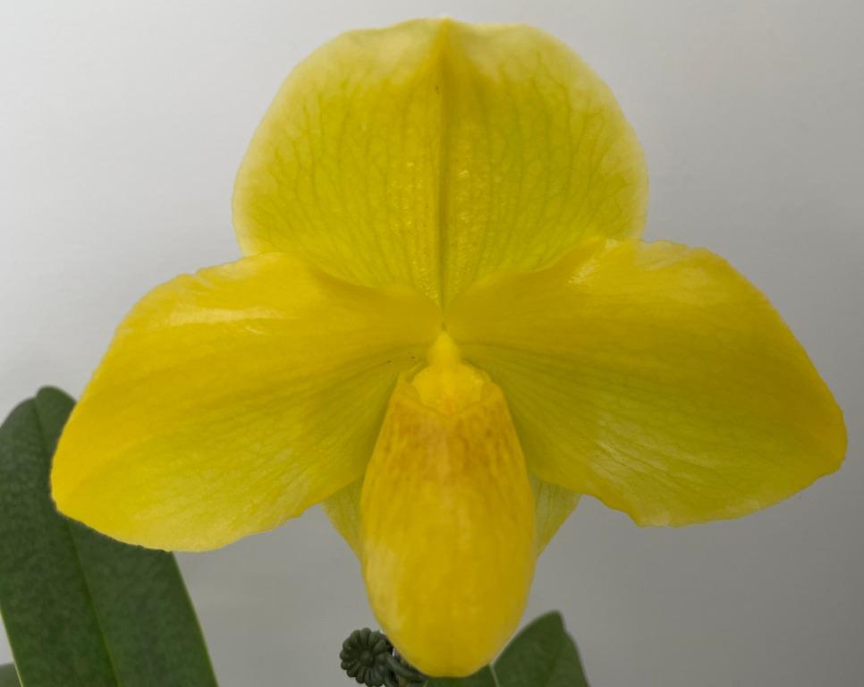 Paph Yelloz
