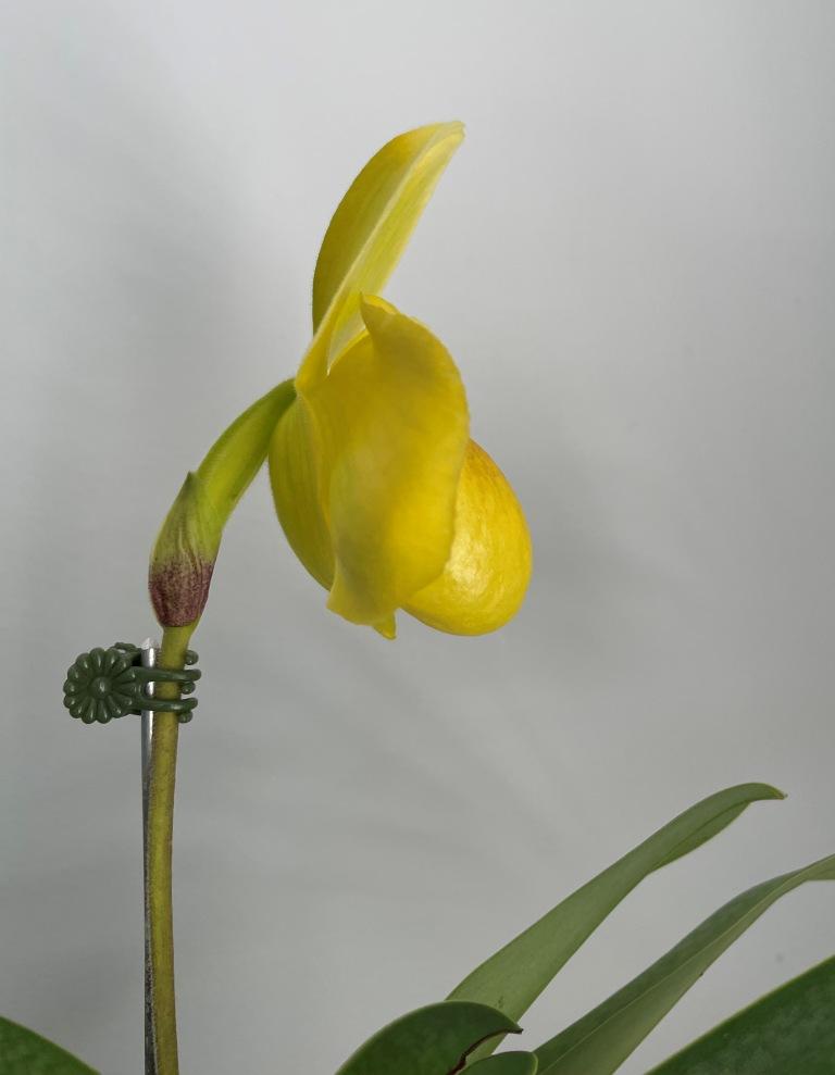 Paphiopedilum Yelloz - photo 2