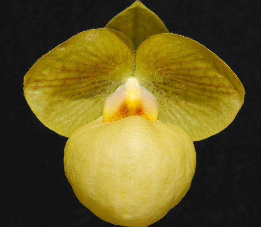 Paph Fumi's Delight