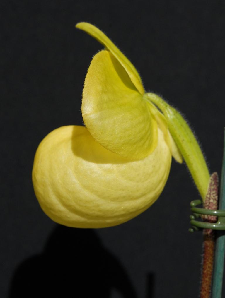 Paphiopedilum Fumi's Delight - photo 2