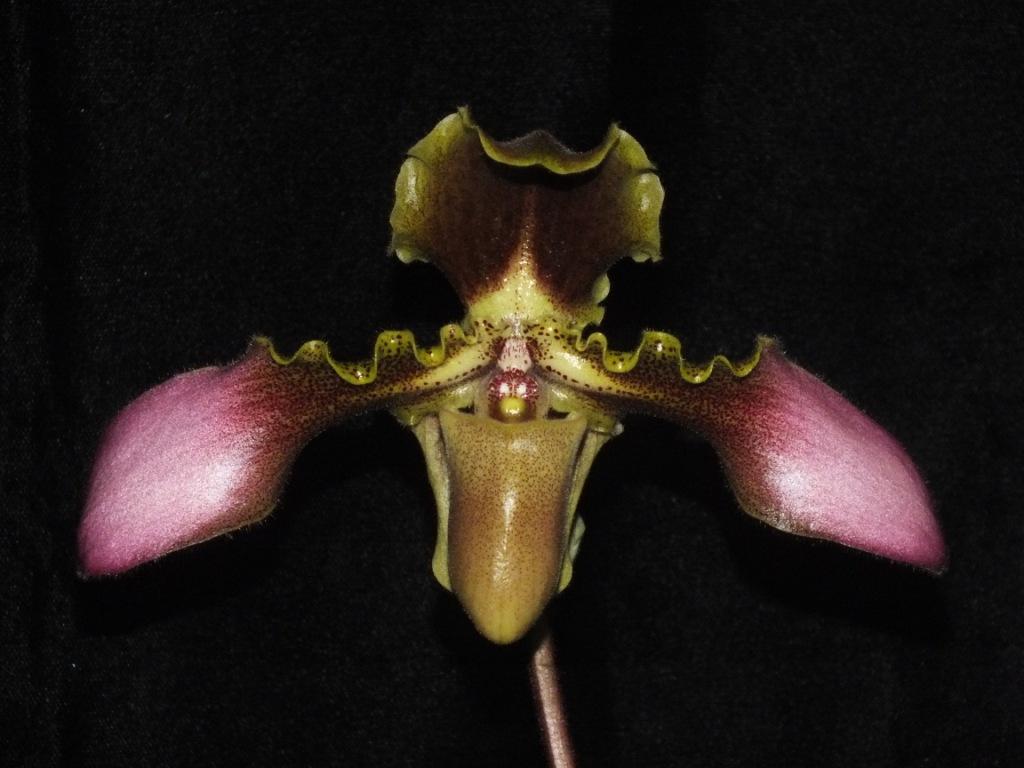 Paphiopedilum hirsutissimum