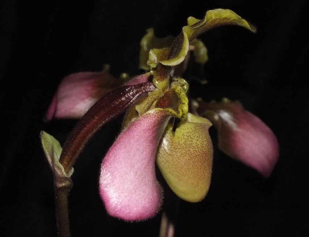 Paphiopedilum hirsutissimum - photo 2