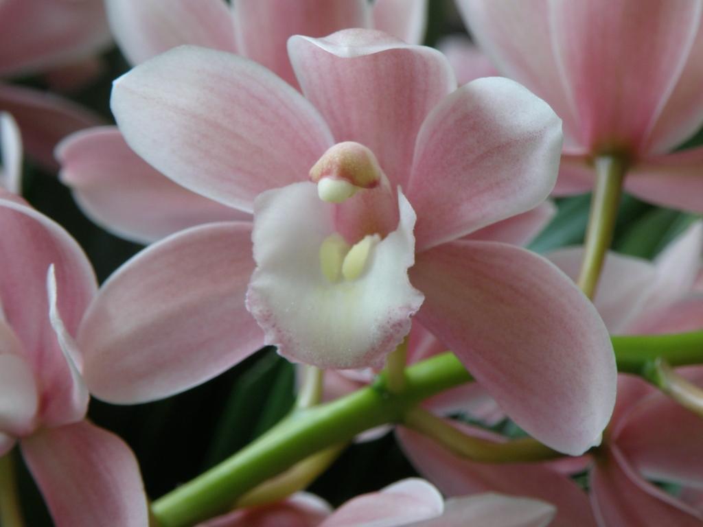 Cymbidium Without Peer - photo 2