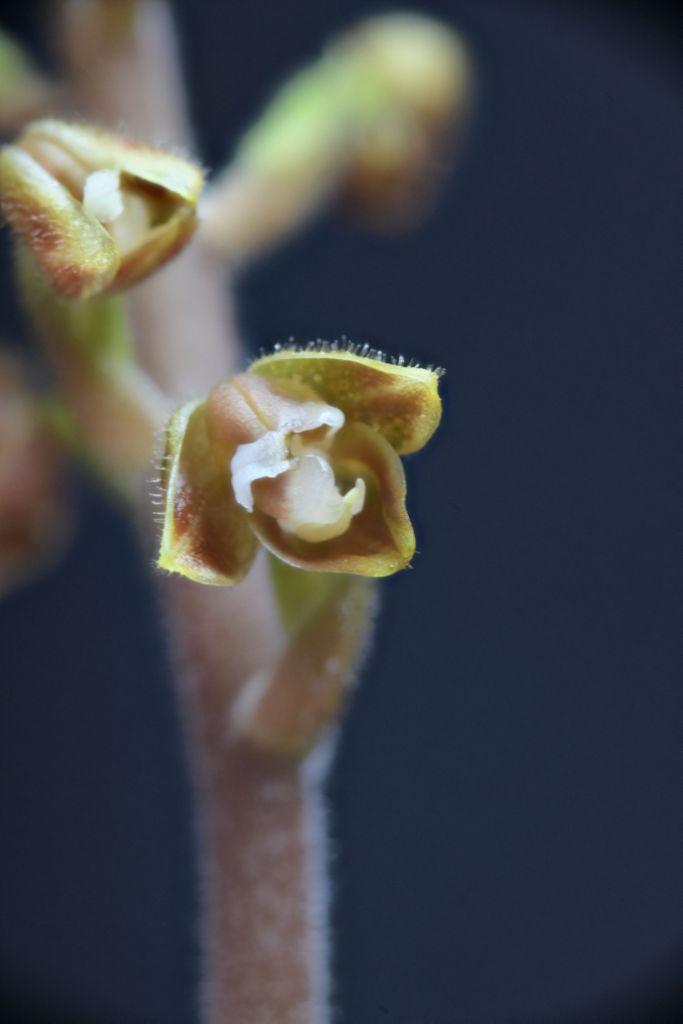 Macodes petola - photo 2