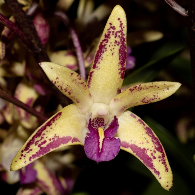 Den Australian Artist