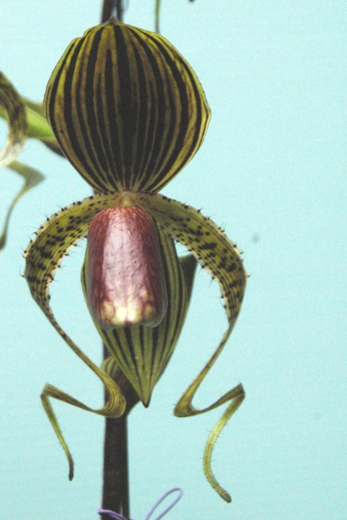 Paph Hung Sheng Eagle