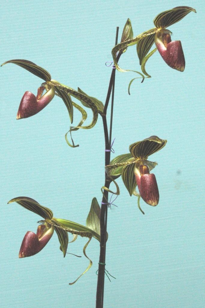 Paphiopedilum Hung Sheng Eagle - photo 2