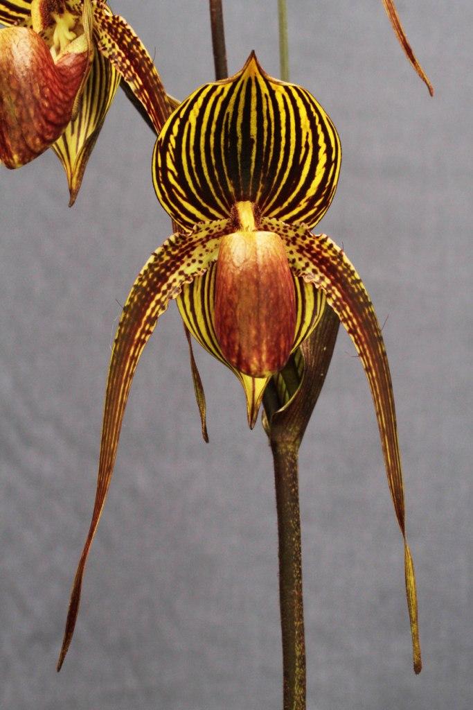 Paph Johanna Burkhardt